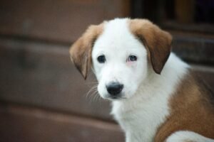 Puppy Teething