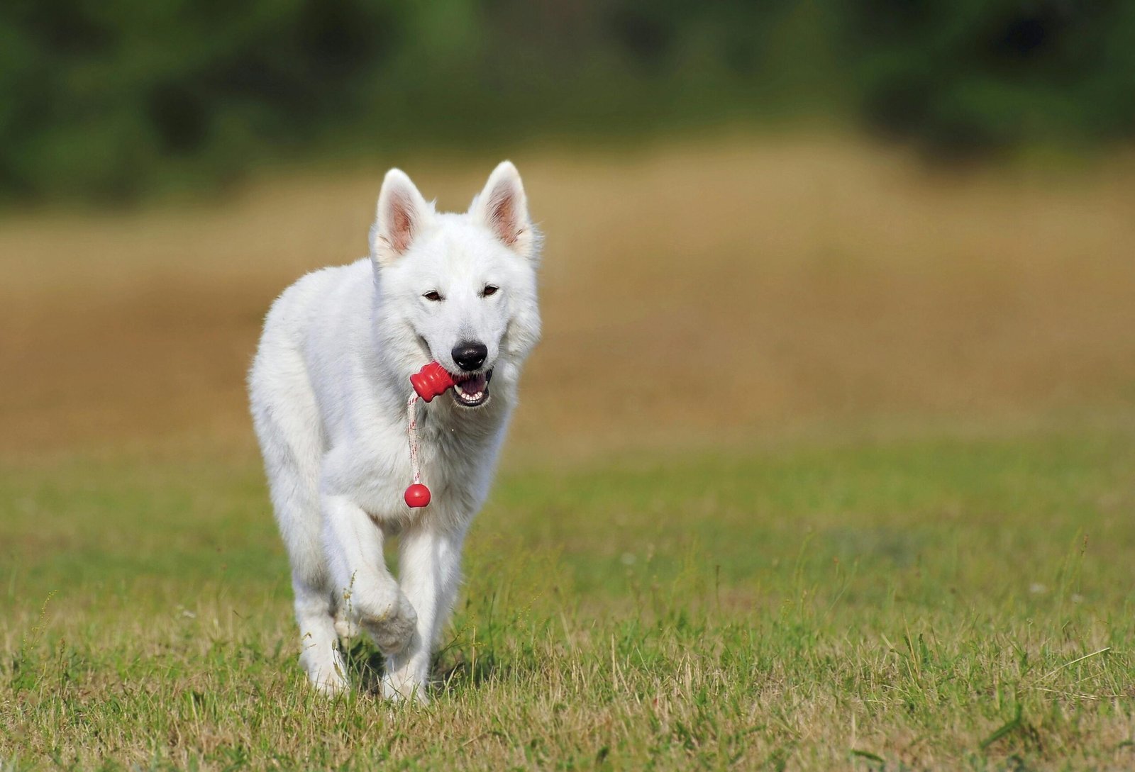 Mastering the Art of Training Your Dog to Sit, Stay, and Come!